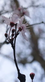 Close-up of flowers on branch