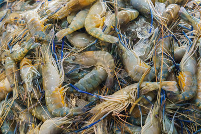 Full frame shot of fish for sale in market