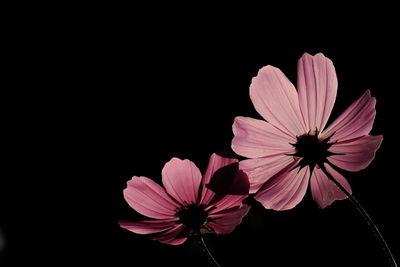 Close-up of pink flower against black background