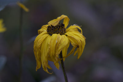 Close-up of wilted yellow flower