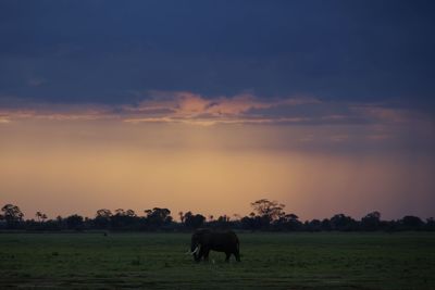 Horses in a field
