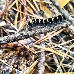 Close-up of plant against blurred background