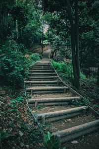 Steps amidst trees in forest