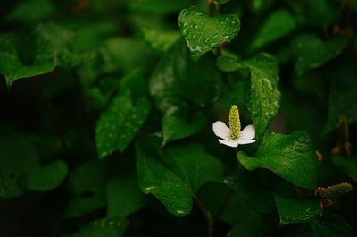 Close-up of leaves