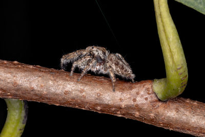 Close-up of moth against black background