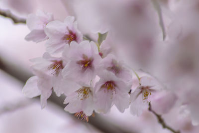 Close-up of cherry blossom