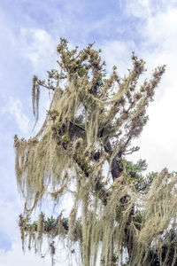 Low angle view of tree against sky during winter
