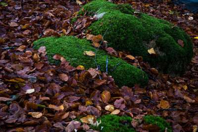 High angle view of mushrooms growing on field