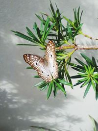 High angle view of butterfly on plant