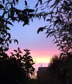 Low angle view of trees against sky