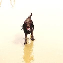 Dog on wet beach against sky