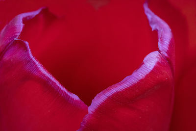 Close-up of purple rose