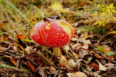 Close-up of fly agaric