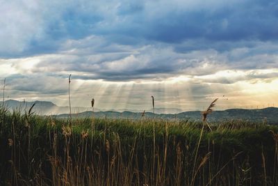 Scenic view of field against sky