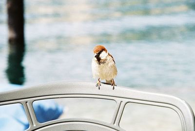 Close-up of bird perching on wall