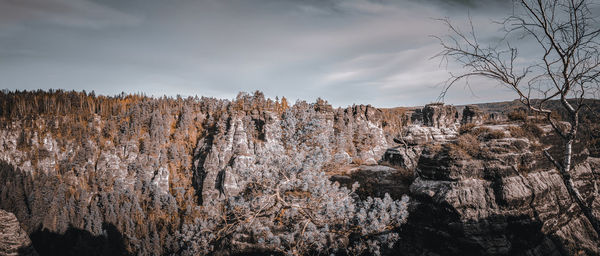 Plants growing on land against sky