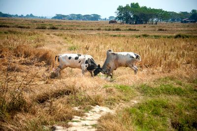 Dala village -  myanmar 