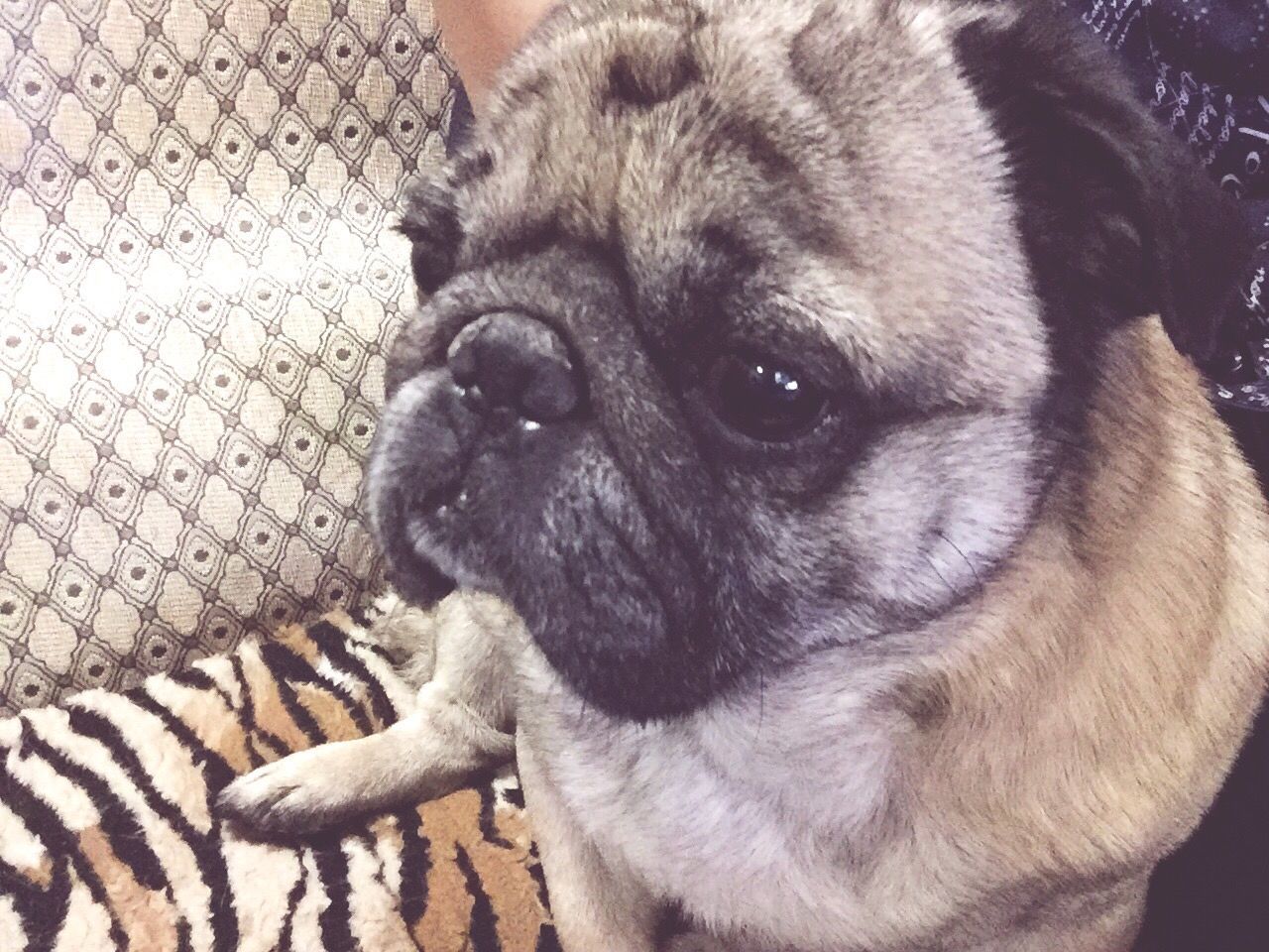 Himawari pug