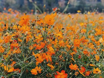 Close-up of orange flowering plants on field