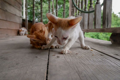 Cat lying on footpath