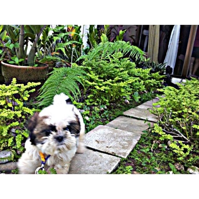 one animal, pets, animal themes, domestic animals, mammal, transfer print, domestic cat, cat, plant, auto post production filter, dog, green color, looking at camera, front or back yard, portrait, growth, feline, potted plant, sitting, leaf