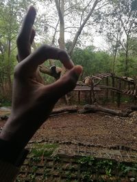 Midsection of person holding tree in forest