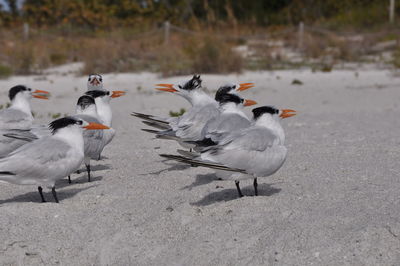 Close-up of birds