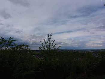 Plants growing on land against sky