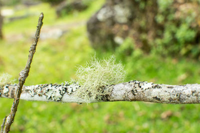 Close-up of lichen on tree trunk