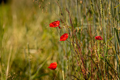 Close-up of red poppy flowers on field