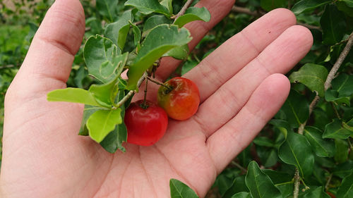 Close-up of hand holding fruits