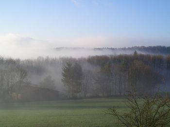 Trees on field against sky