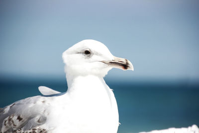 Close-up of seagull perching on sea against clear sky