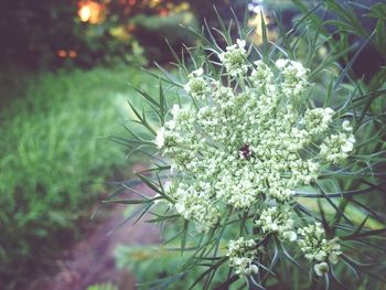 Close-up of white flowers