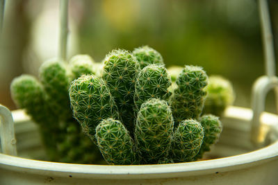 Close up of cactus in the vase with blurred green background. cactus thorns macro