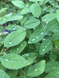 Full frame shot of wet leaves