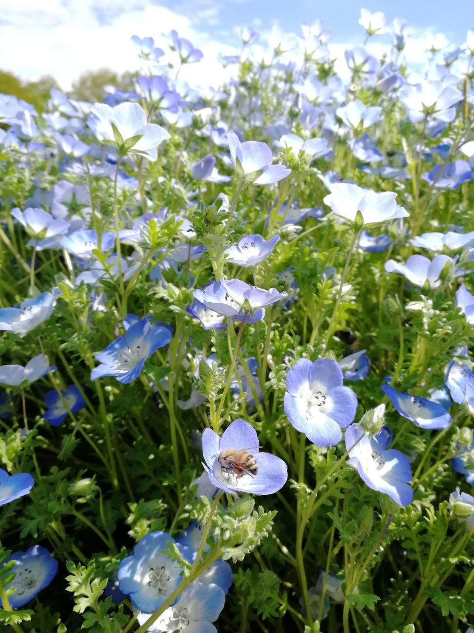 CLOSE-UP OF FRESH WHITE FLOWERING PLANTS IN FIELD