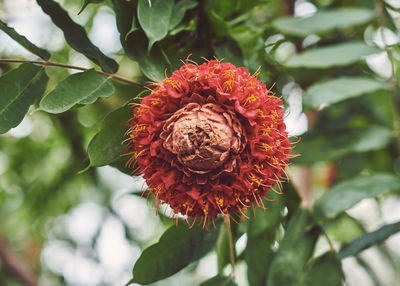 Close-up of red flower on plant