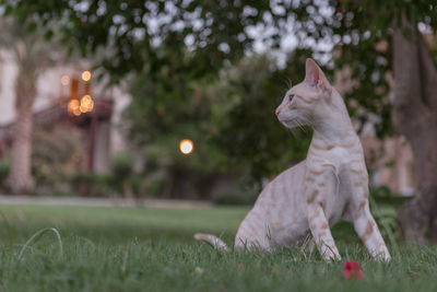 Cat sitting in a field