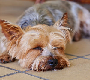 Close-up of dog