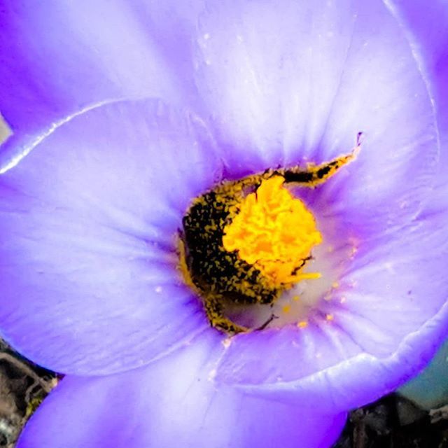 flower, petal, flower head, purple, fragility, freshness, yellow, beauty in nature, close-up, single flower, pollen, nature, insect, growth, stamen, natural pattern, blooming, one animal, vibrant color, plant