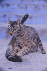 Close-up of tabby sitting on floor