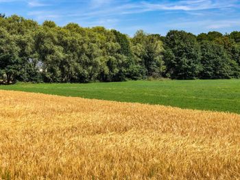 Scenic view of field against trees