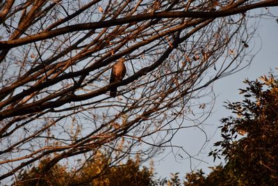 Low angle view of eagle perching on bare tree