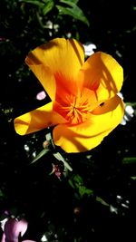 Close-up of yellow flowers blooming outdoors