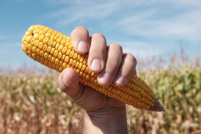 Close up of a man holding corn in field