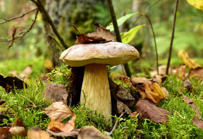 Close-up of mushroom growing on field