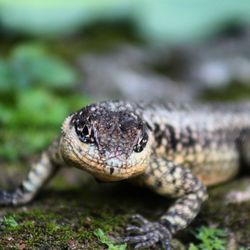 Close-up of lizard on rock