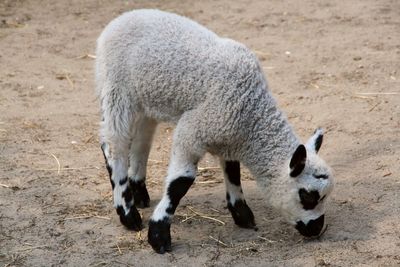 Sheep in a field