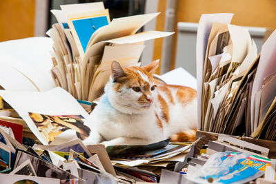 Cat sitting on table